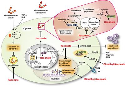 Itaconate, Arginine, and Gamma-Aminobutyric Acid: A Host Metabolite Triad Protective Against Mycobacterial Infection